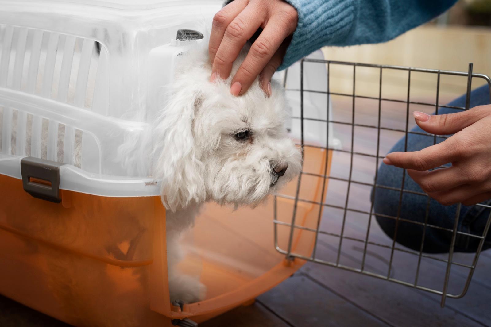 Pet & Livestock Transport